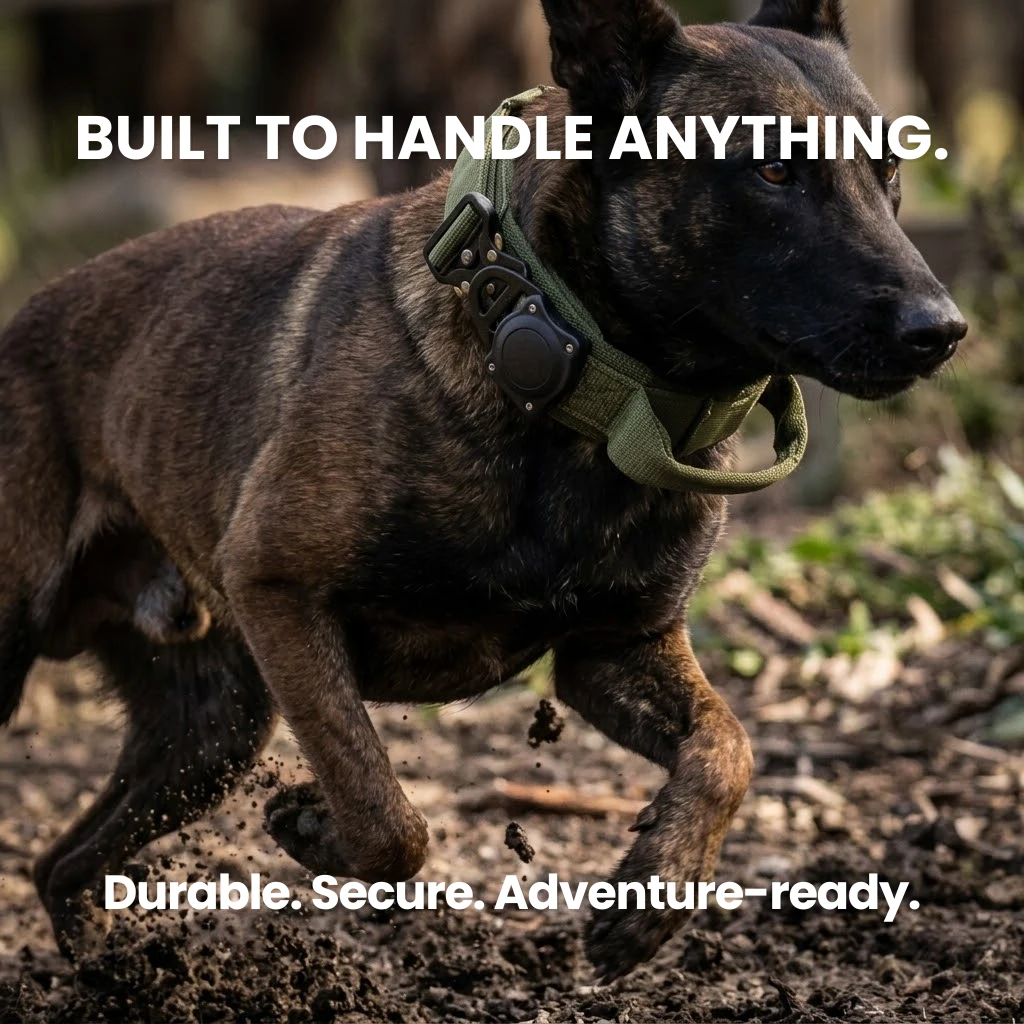 Doggo Guard collar on a dog outdoors